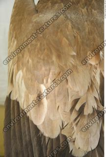 bird feathers 0009